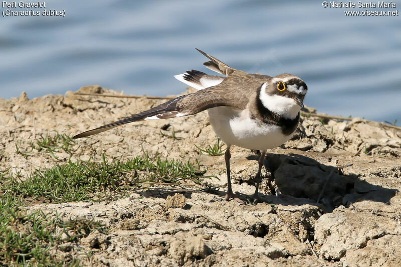 Little Ringed Plover female adult, identification, habitat, Reproduction-nesting, Behaviour