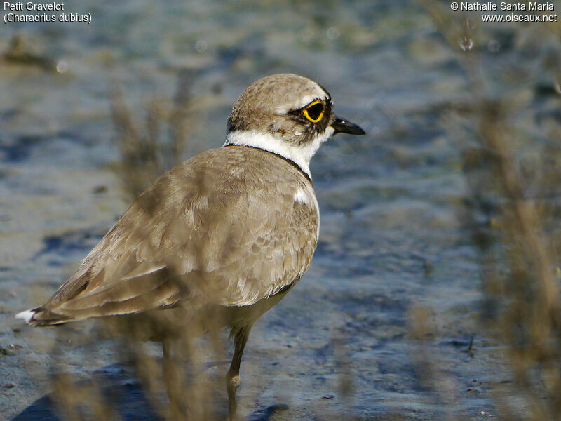 Little Ringed Ploveradult, identification, habitat