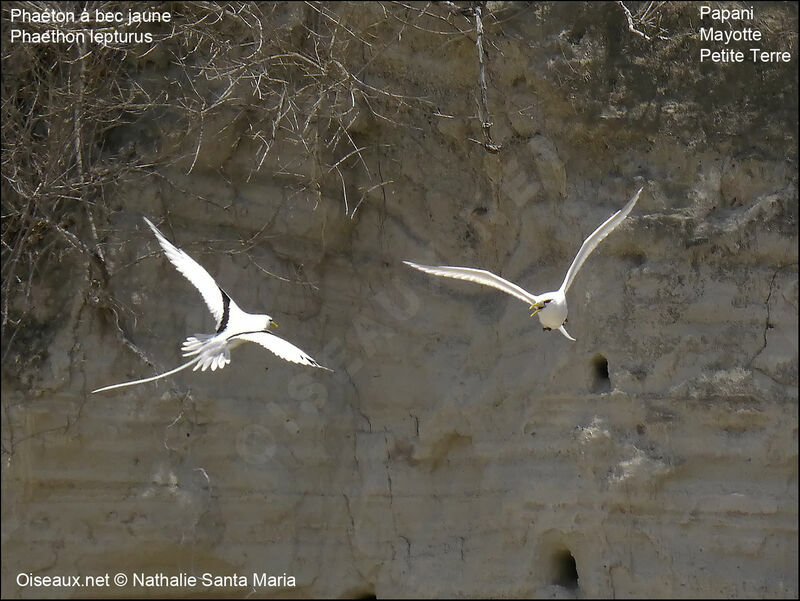 White-tailed Tropicbirdadult, Flight, Reproduction-nesting