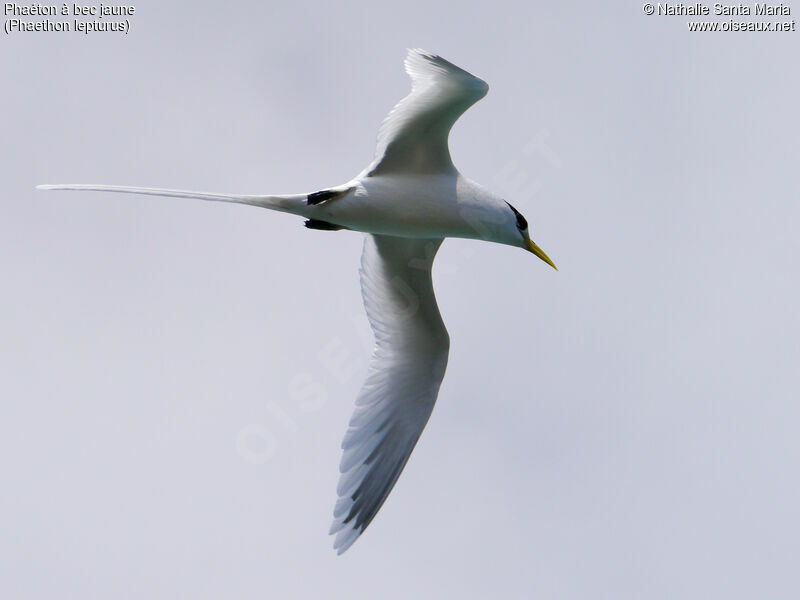 White-tailed Tropicbirdadult, Flight