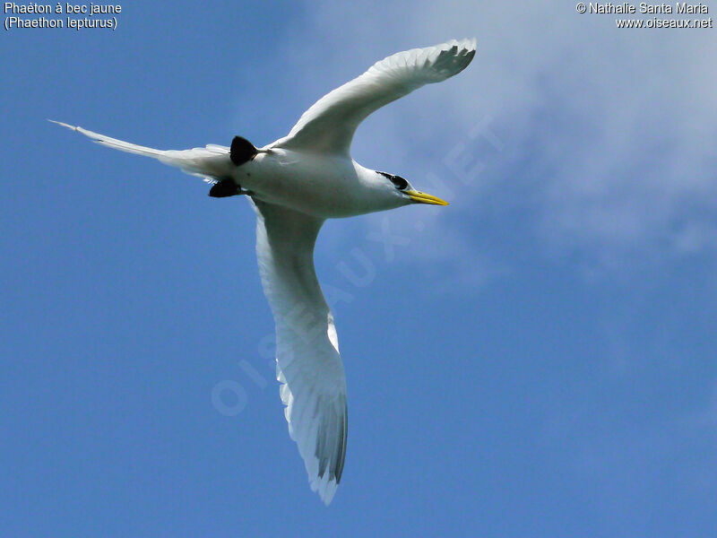 White-tailed Tropicbirdadult, Flight