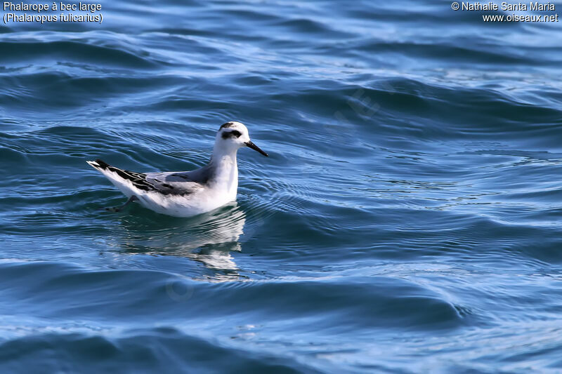 Phalarope à bec largeadulte internuptial, identification, habitat, nage