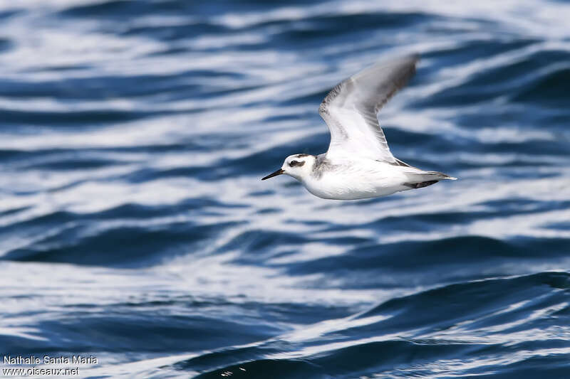 Phalarope à bec largeadulte internuptial, Vol