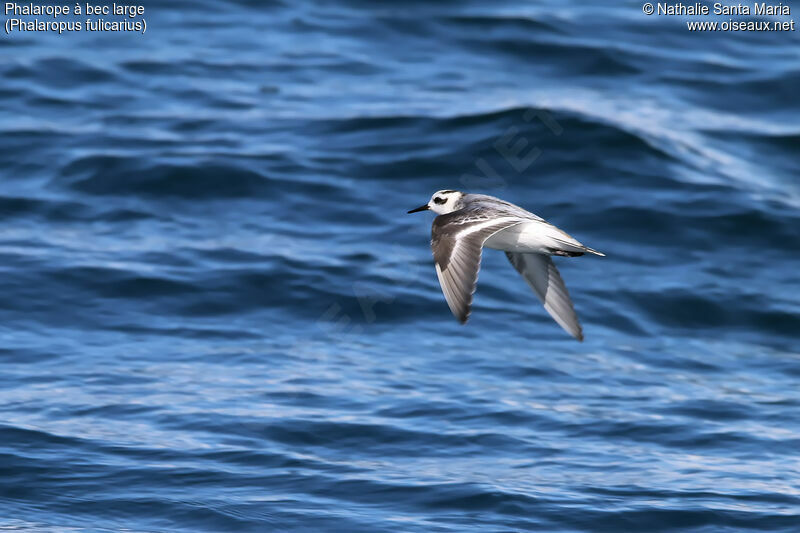 Red Phalaropeadult post breeding, identification, habitat, Flight