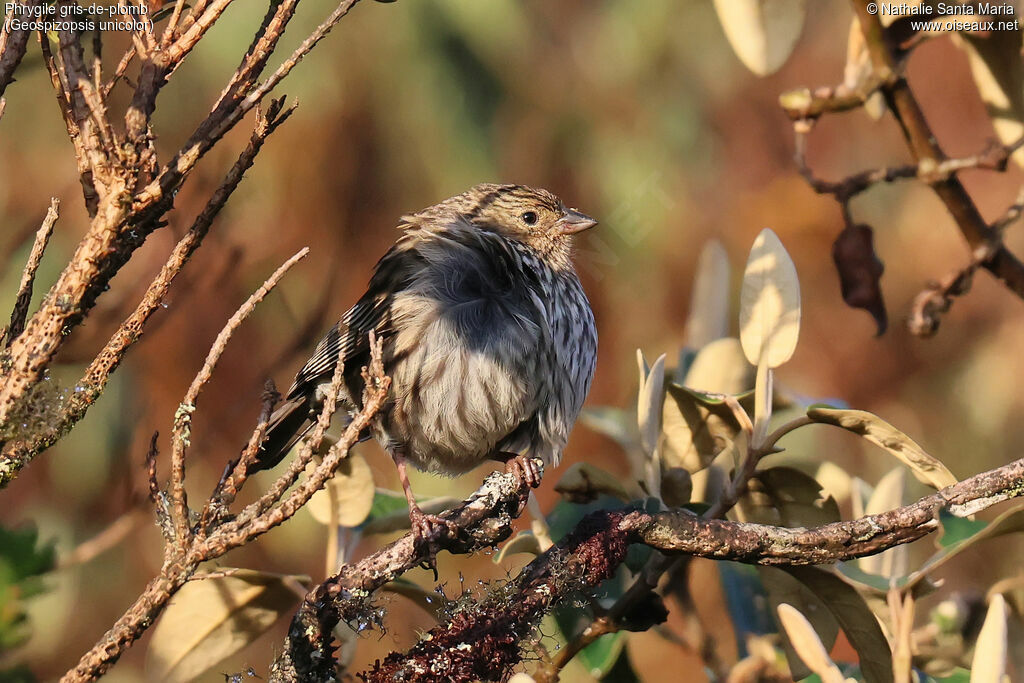 Phrygile gris-de-plomb
