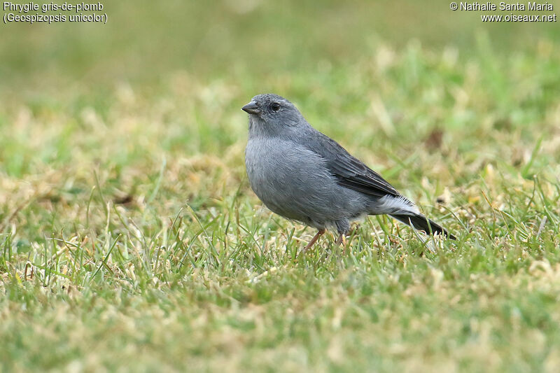 Phrygile gris-de-plomb mâle adulte, identification