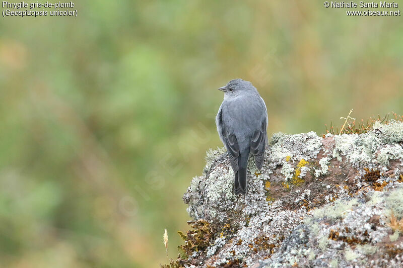 Phrygile gris-de-plomb mâle adulte, identification