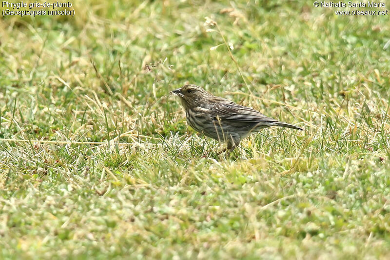 Plumbeous Sierra Finch female adult, identification, feeding habits, eats