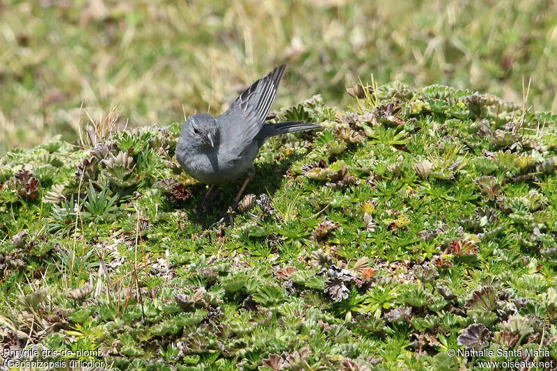 Plumbeous Sierra Finch male adult, habitat, walking