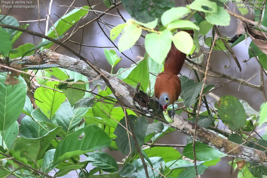 Piaye à ventre noir