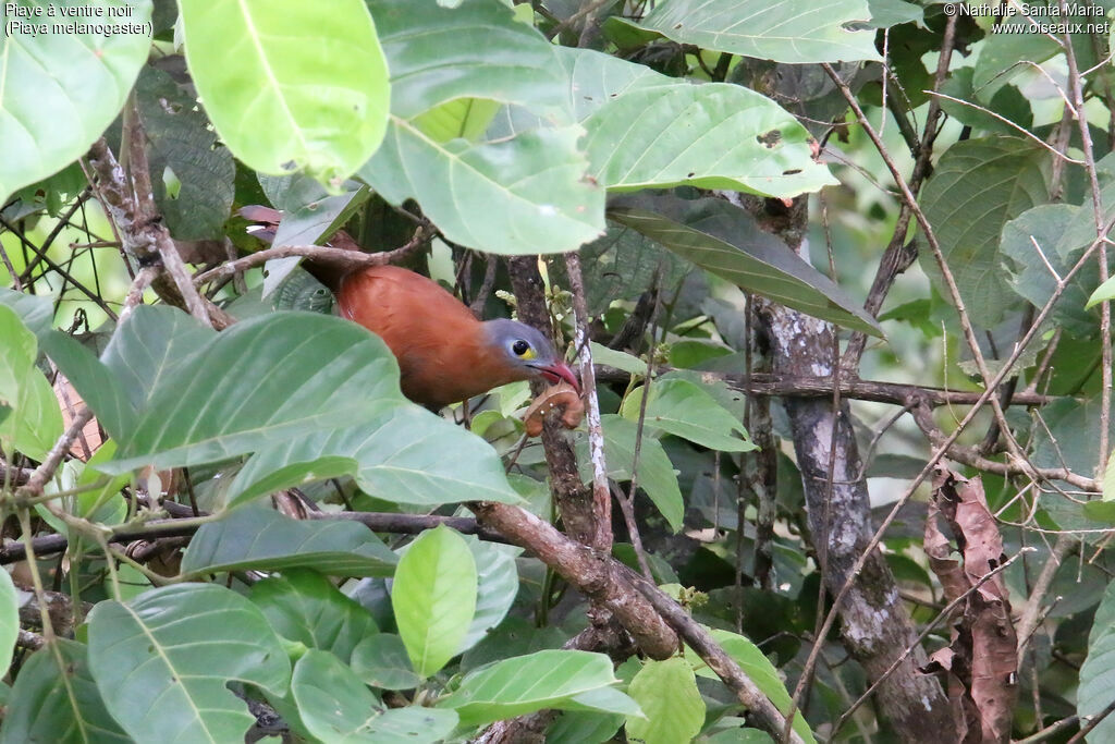 Black-bellied Cuckoo