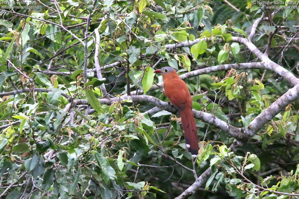 Black-bellied Cuckoo