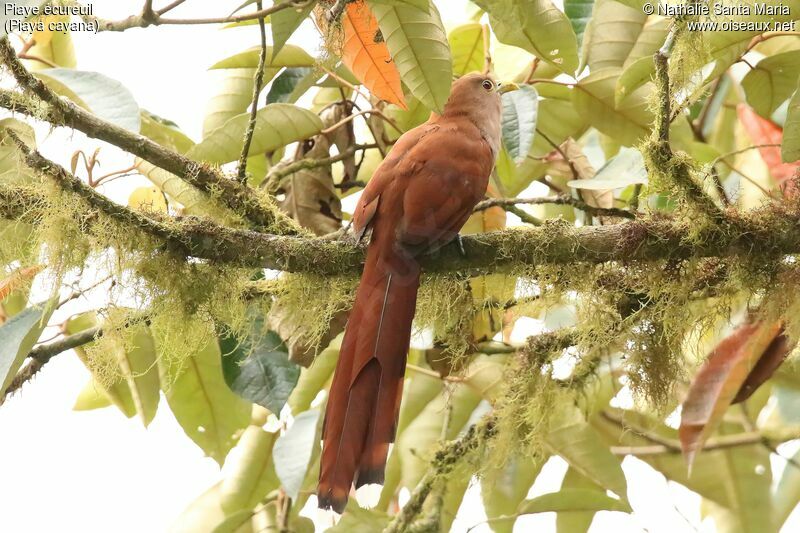 Piaye écureuiladulte, identification