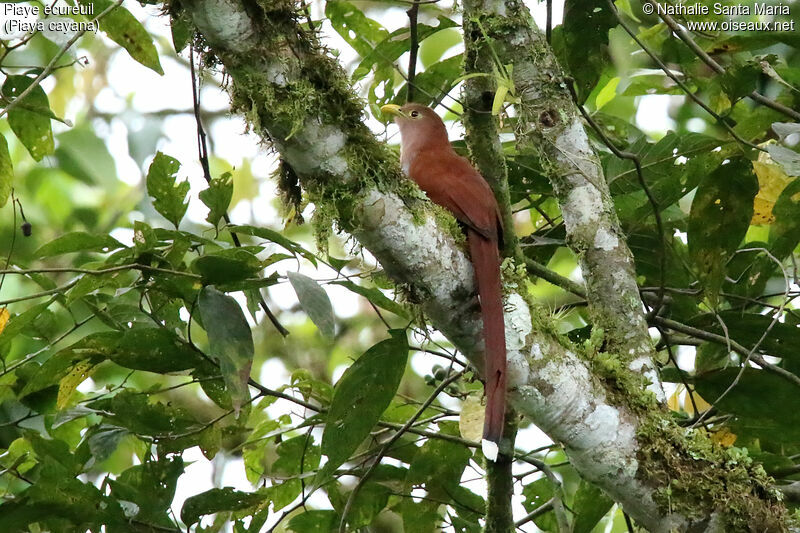 Piaye écureuiladulte, identification