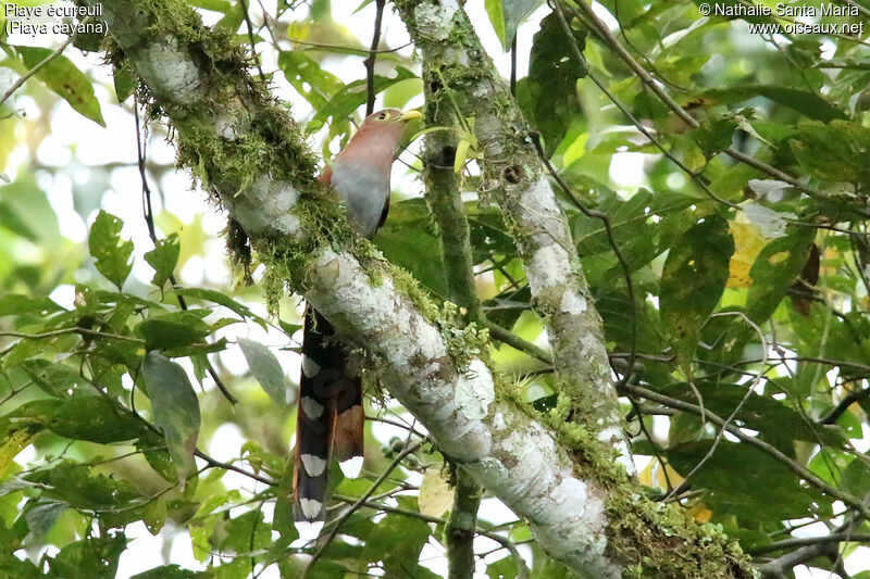 Piaye écureuiladulte, identification