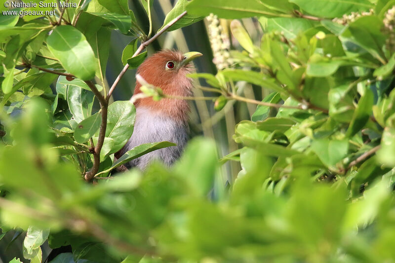 Piaye écureuiladulte, habitat