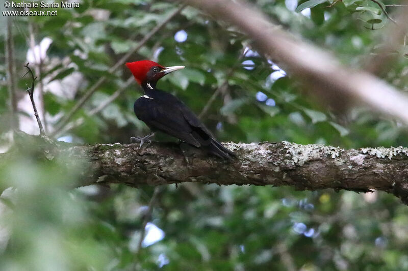 Pale-billed Woodpecker male adult, identification