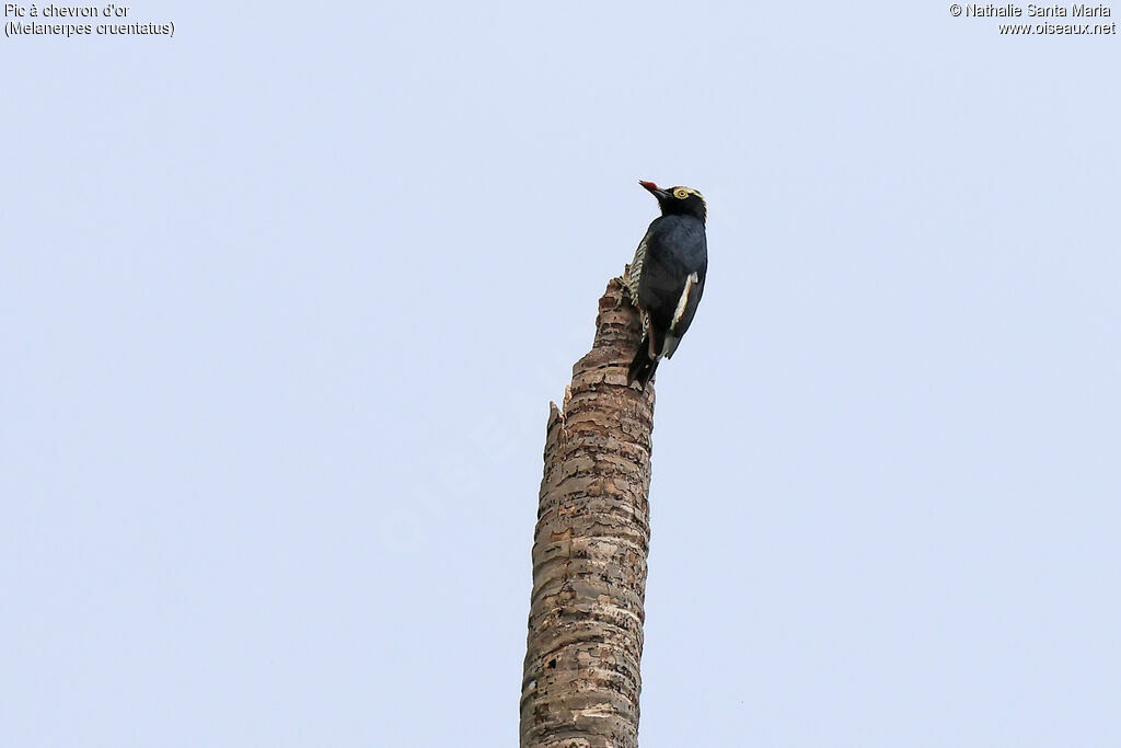Yellow-tufted Woodpeckeradult, identification