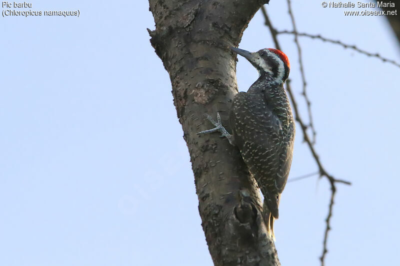 Pic barbu mâle adulte, identification, habitat