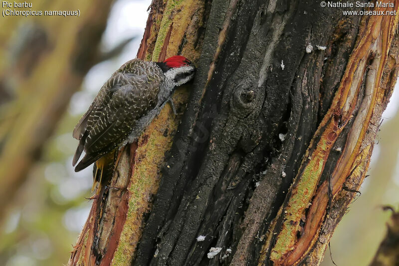 Pic barbu mâle adulte, identification, habitat, Comportement