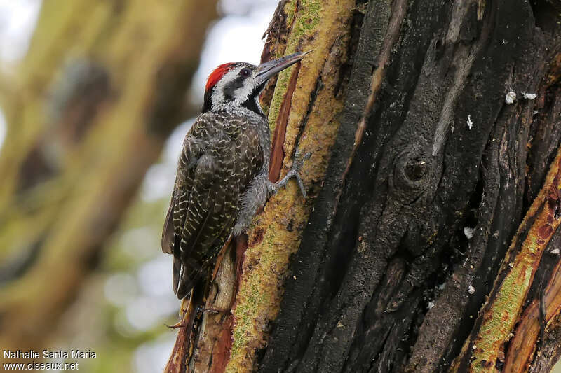 Pic barbu mâle adulte, identification