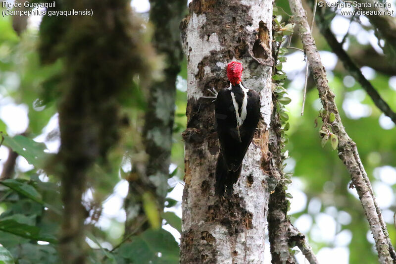 Pic de Guayaquil mâle adulte, identification