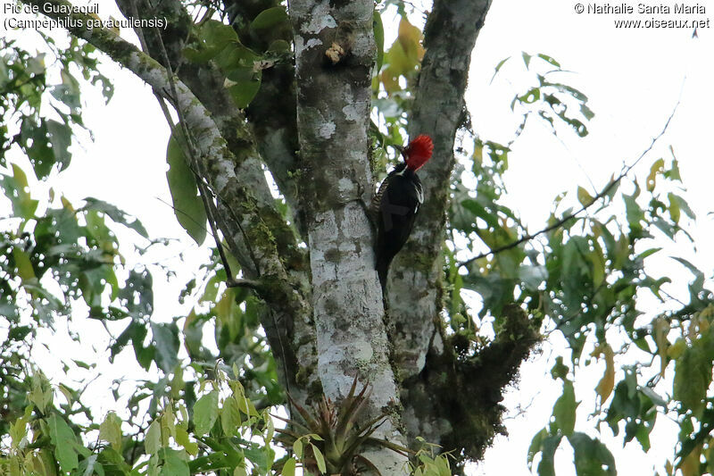 Pic de Guayaquiladulte, habitat