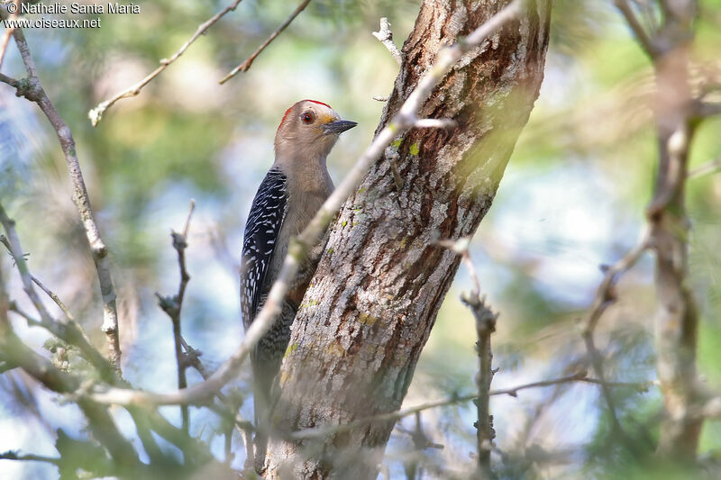 Pic du Yucatanadulte, identification