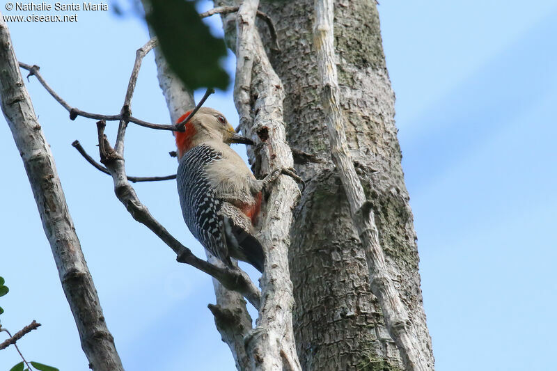 Pic du Yucatanadulte, identification