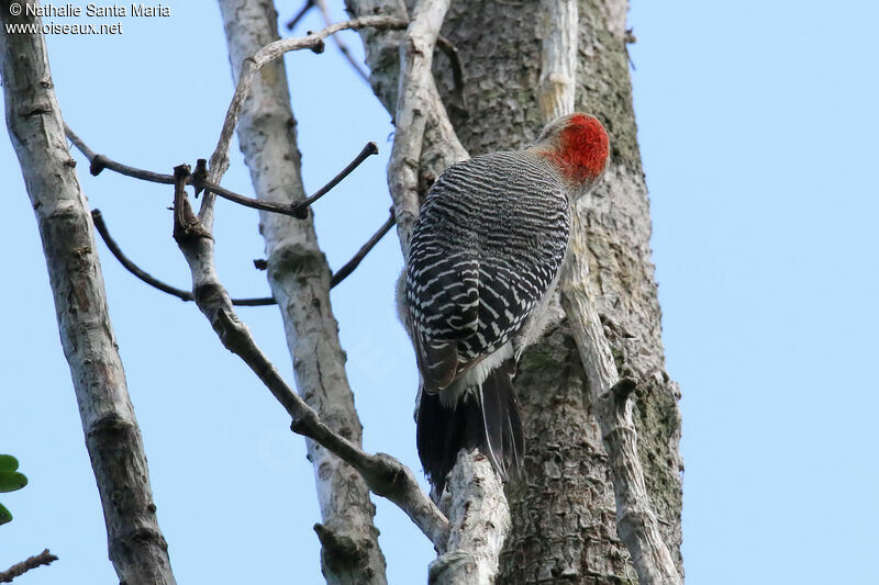 Pic du Yucatanadulte, identification