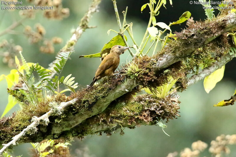 Pic enfumé femelle adulte, habitat