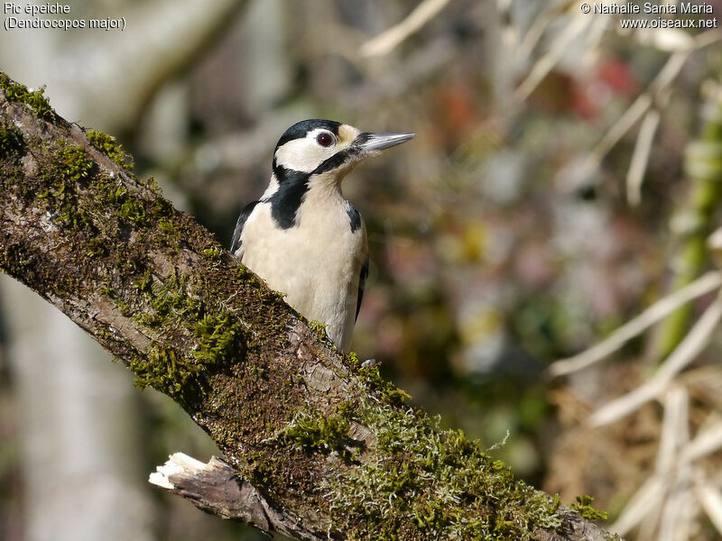 Pic épeiche femelle adulte, identification, Comportement