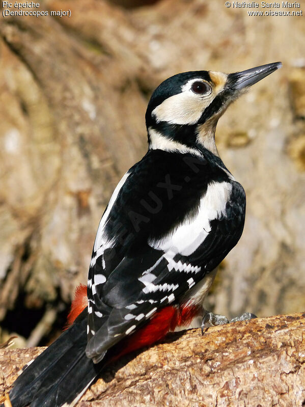 Great Spotted Woodpecker female adult, identification