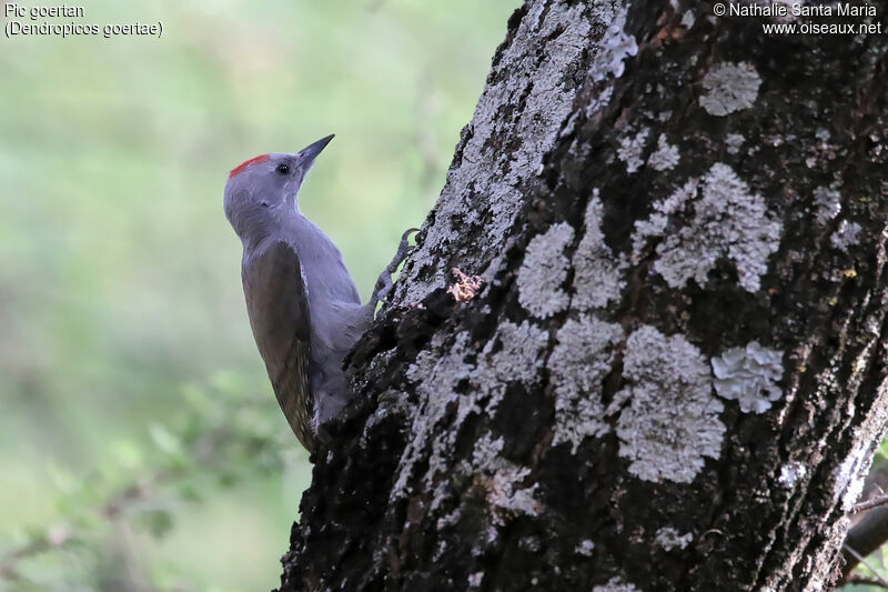 African Grey Woodpecker male adult, identification, habitat