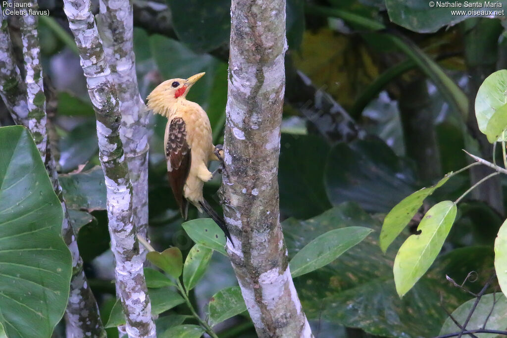 Pic jaune mâle adulte, identification, indices