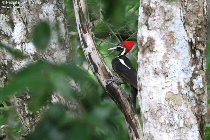 Lineated Woodpecker male adult, identification