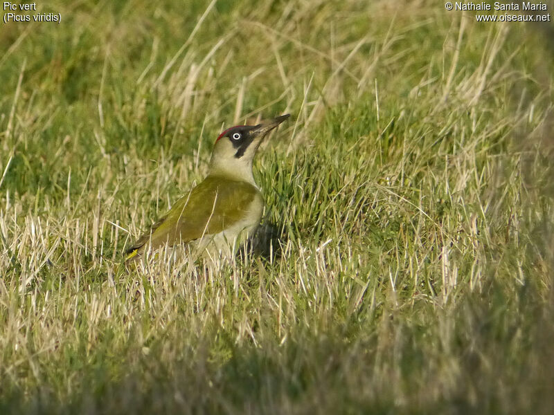 European Green Woodpeckeradult, Behaviour