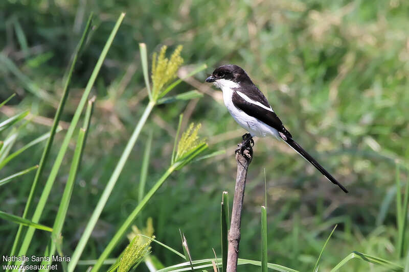 Northern Fiscal male adult, identification