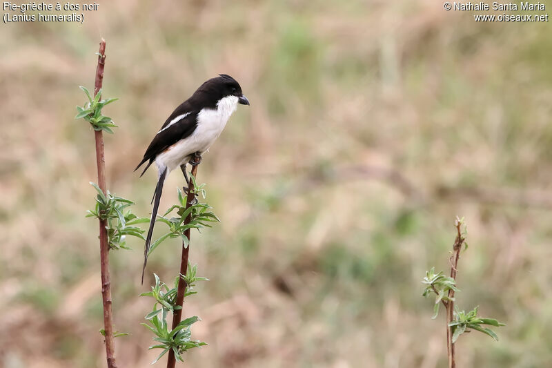 Pie-grièche à dos noiradulte, identification, habitat