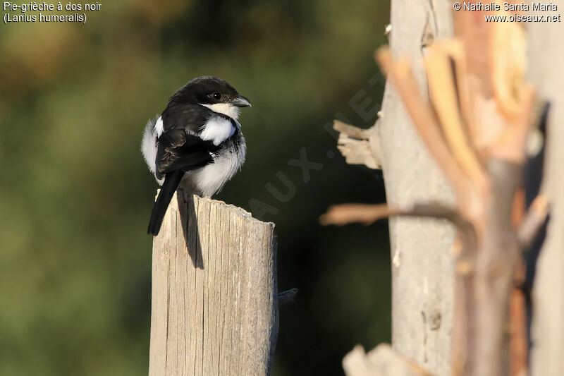 Northern Fiscaladult, identification, habitat