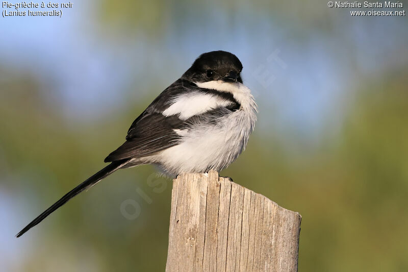 Pie-grièche à dos noiradulte, identification