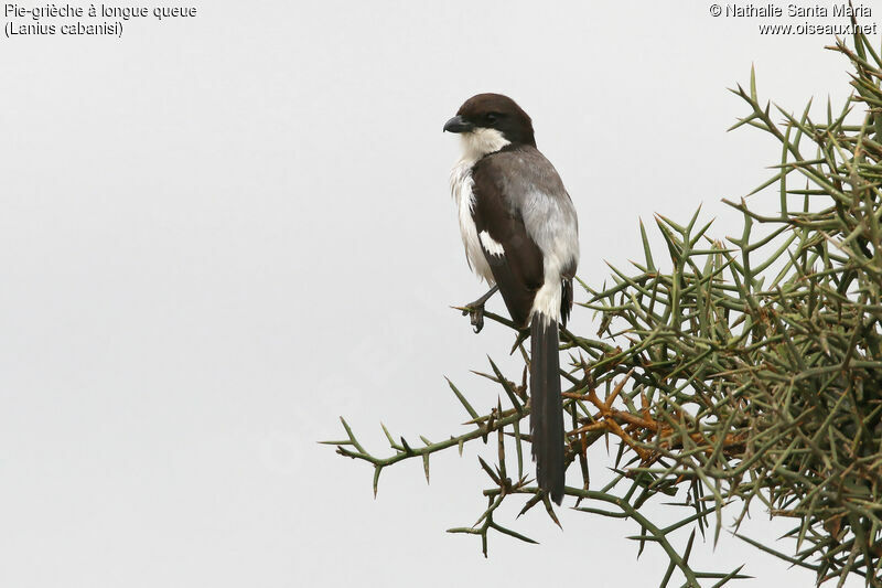 Long-tailed Fiscaladult, identification, habitat