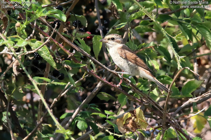 Pie-grièche écorcheurjuvénile, habitat