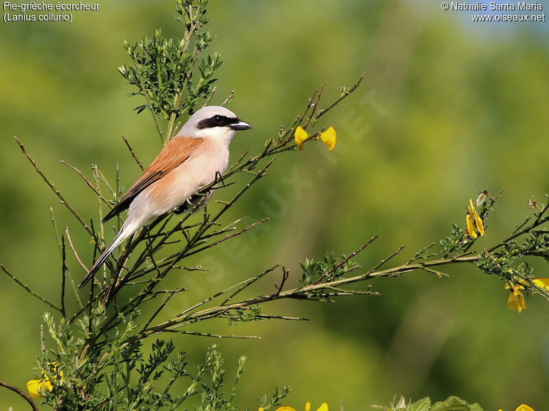 Pie-grièche écorcheur mâle adulte nuptial, identification, habitat, Comportement