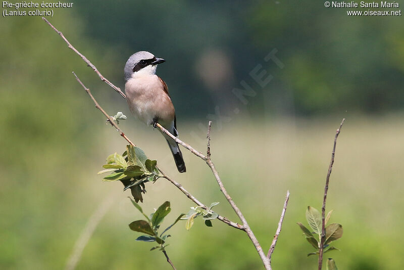 Red-backed Shrike male adult, identification, habitat, Behaviour