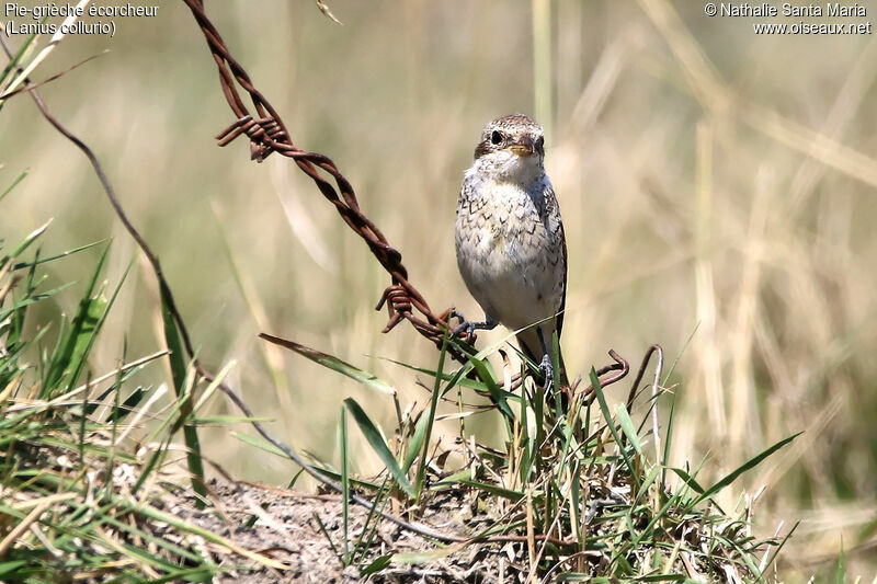 Pie-grièche écorcheurjuvénile, identification, habitat, Comportement