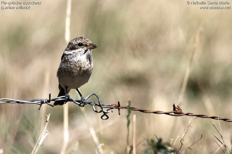 Pie-grièche écorcheurjuvénile, identification, habitat, Comportement