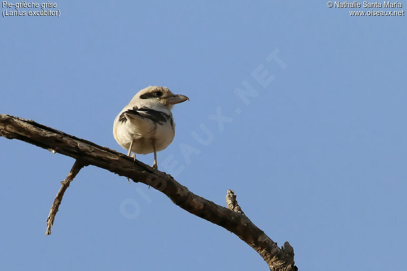 Pie-grièche griseimmature