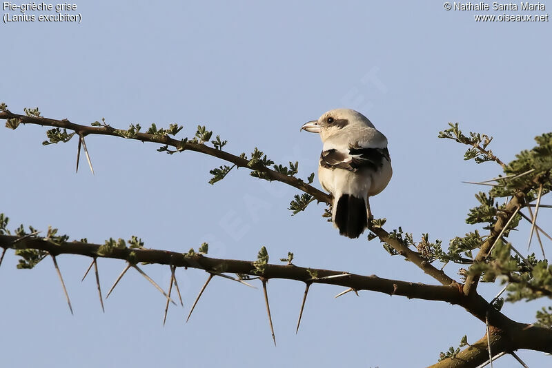 Pie-grièche griseimmature, habitat