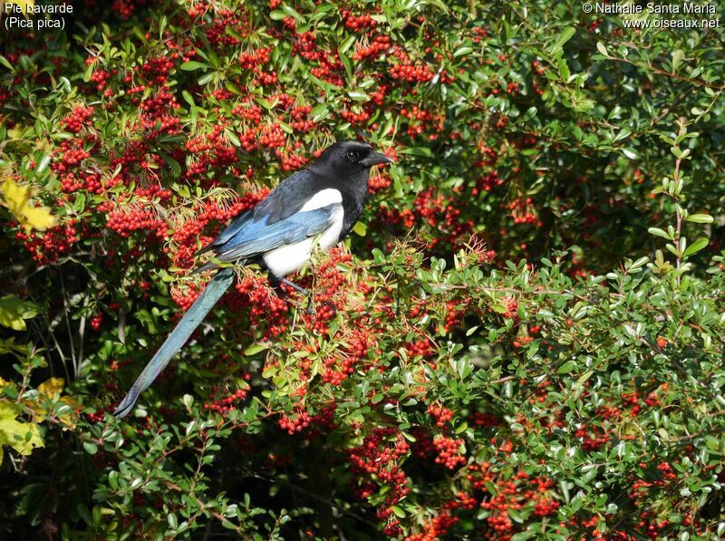 Pie bavardeadulte, identification, habitat